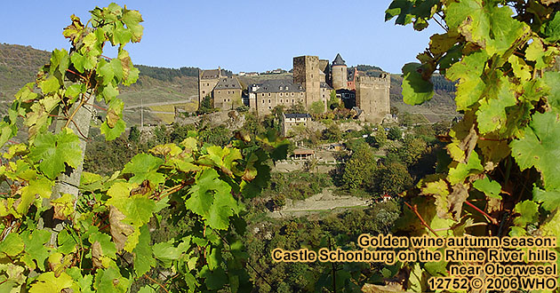 Golden wine season at the schonburg on the Rhine River hills near Oberwesel